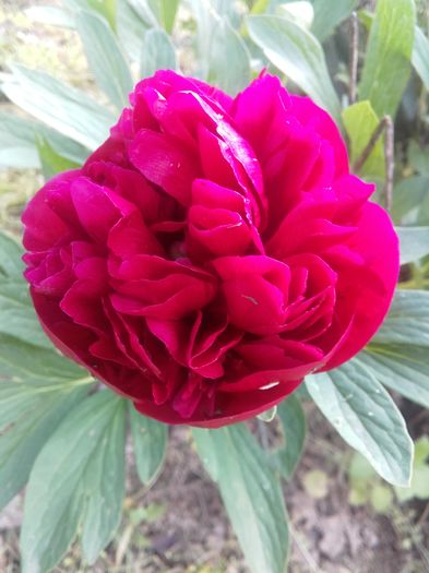 20160508_084515 - Florile mele