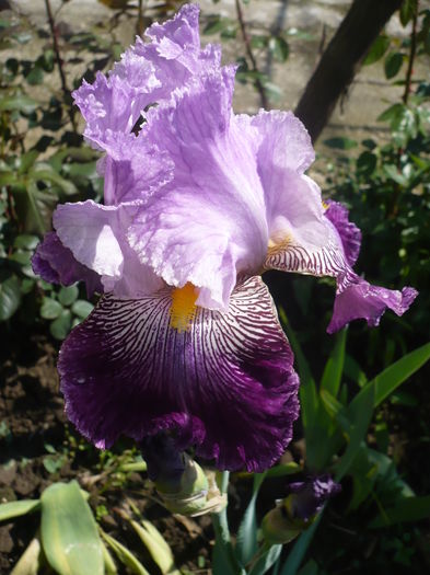 P1260416 - GRADINA 2016-1