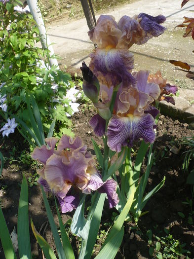 P1260418 - GRADINA 2016-1