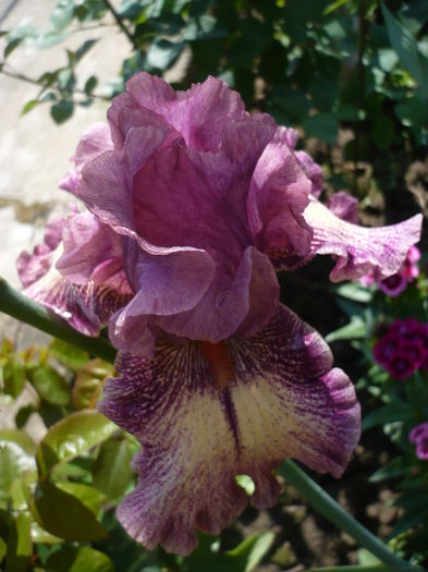 P1260419 - GRADINA 2016-1