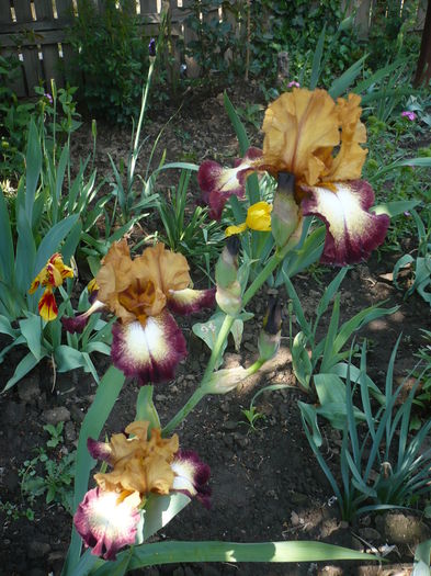 P1260420 - GRADINA 2016-1