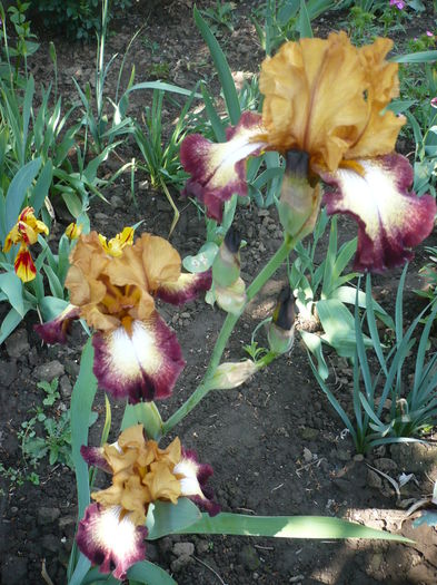 P1260421 - GRADINA 2016-1