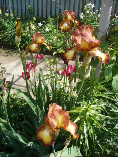 P1260422 - GRADINA 2016-1