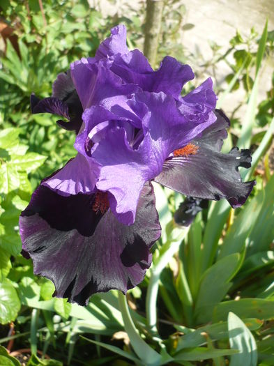 P1260426 - GRADINA 2016-1