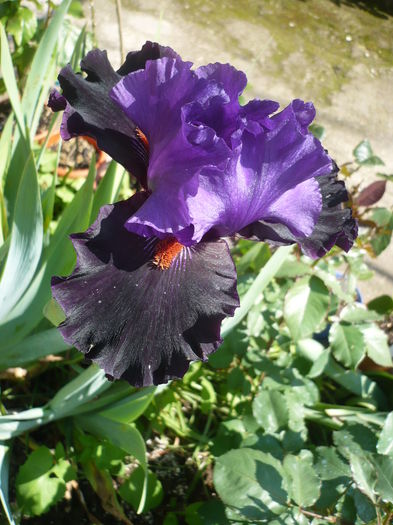 P1260427 - GRADINA 2016-1