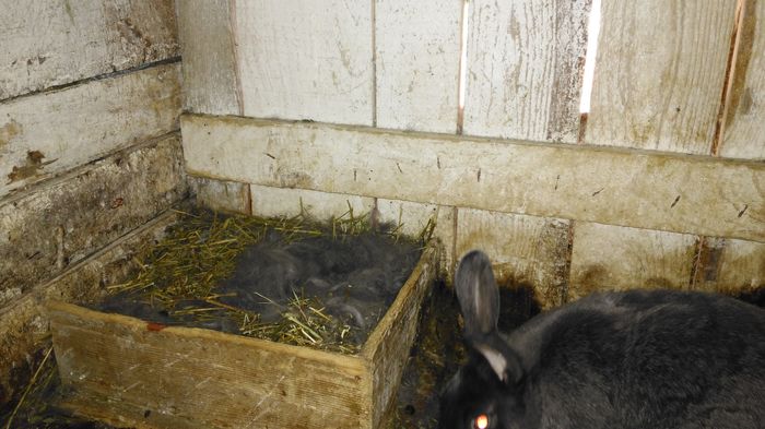 IMG_20160327_150111; Albastru vienez
