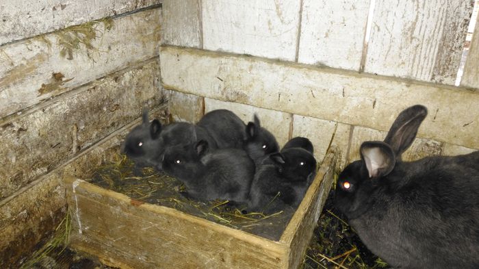 IMG_20160416_131038; Albastru vienez
