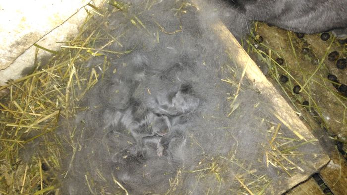 IMG_20160403_150650; Albastru vienez
