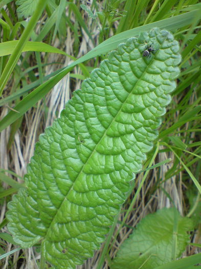 DSC02013
