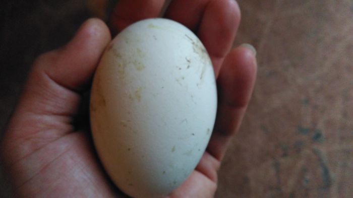 IMG_20160410_161952; Intre 200 si 250 de grame/bucata
