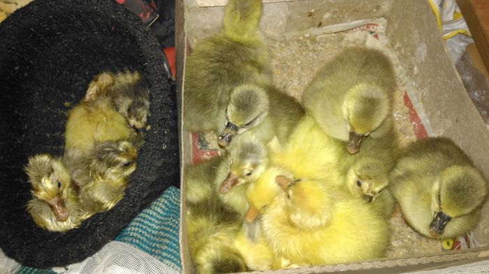 IMG_20160430_104658; Noua generatie , o parte din ei vanduti!
