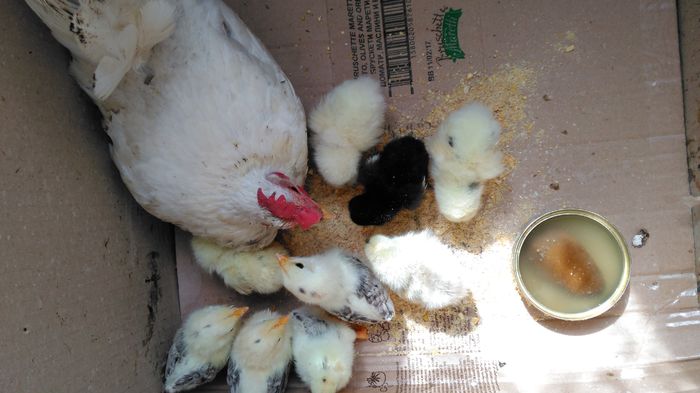 IMG_20160429_114558 - CHABO Japoneza