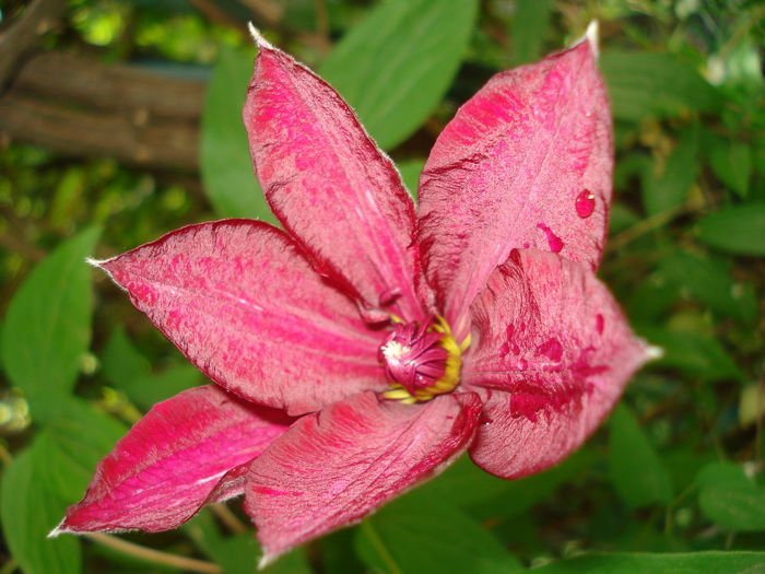 DSC01795 - Clematis 2016