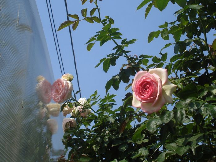Iulie 2015 - Eden Rose - Pierre De Ronsard