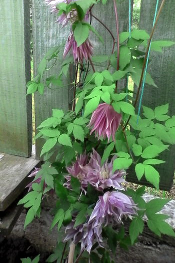 IMG_20160508_200631 - 5Clematite 2016