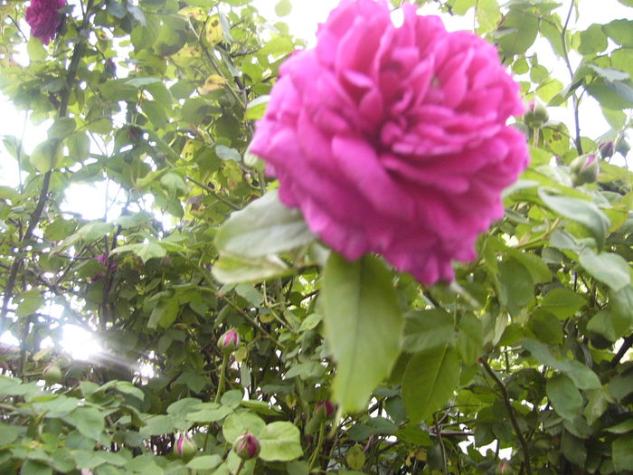 P1250709