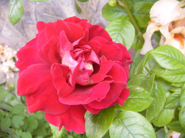 Rosa Kronenburg