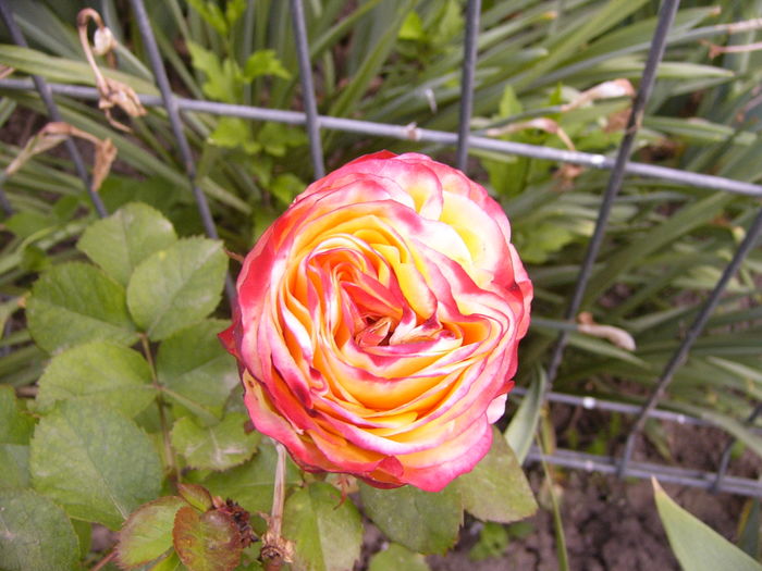 P1250725