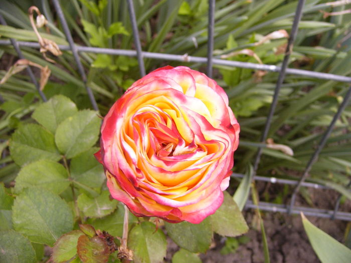 P1250726