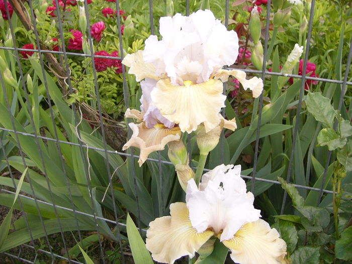 Iris Champagne Elegance