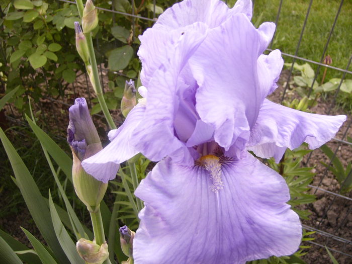 Iris Pacific Mist