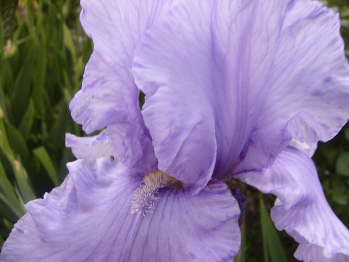 Iris Pacific Mist