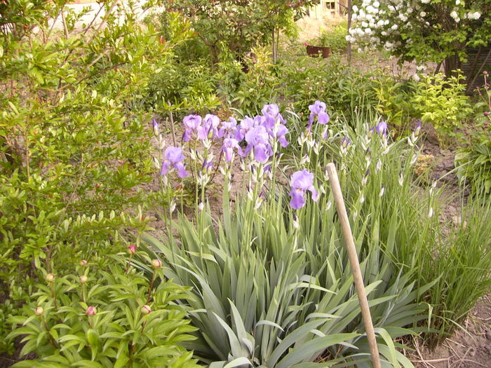 Iris Pallida Dalmatica