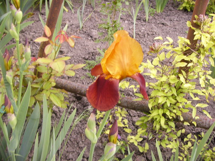 Iris Guy Leron - ANUL 2016 FLORI I