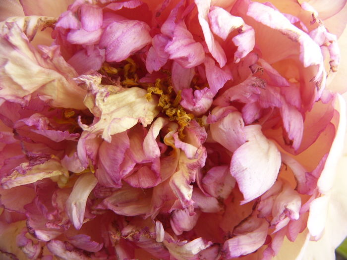 Paeonia suffruticosa Jin Je de la Maria