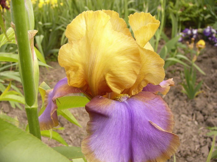Iris Gypsy Prince
