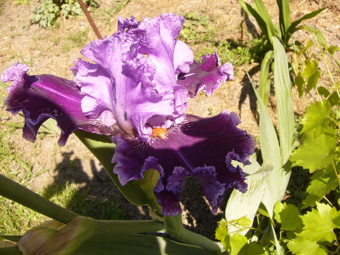 Iris About Town