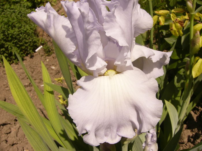 Iris Scandia Delight
