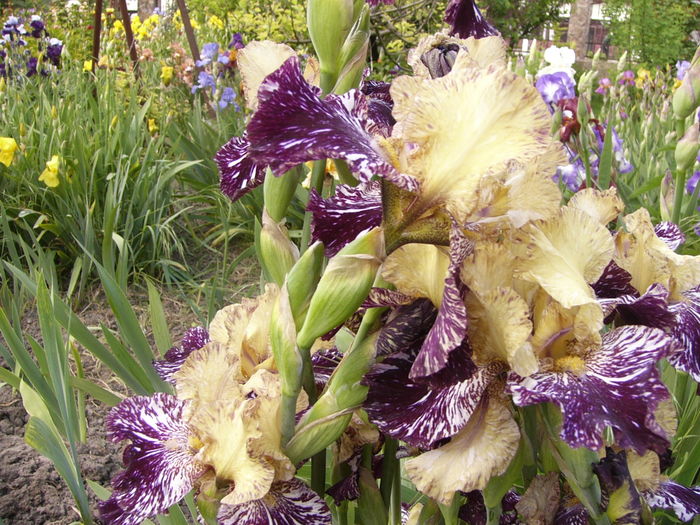 Iris Gnus flash - ANUL 2016 FLORI I