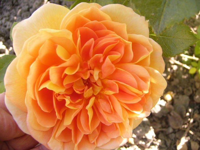 Rosa Dimov