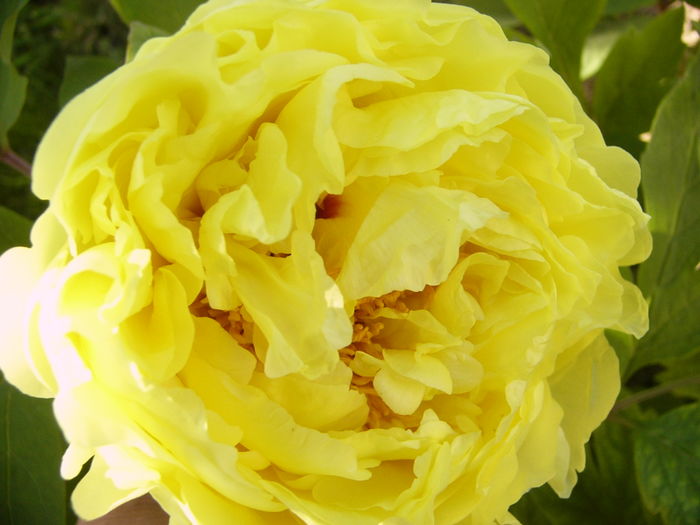 Paeonia itoh Yellow Crown