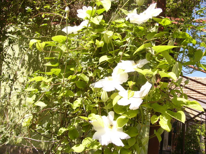 Clematis Duchess of Edinburgh