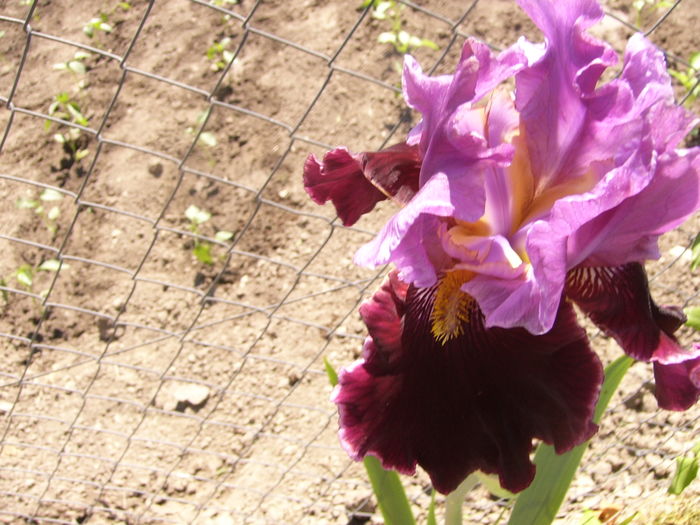 Iris Double agent