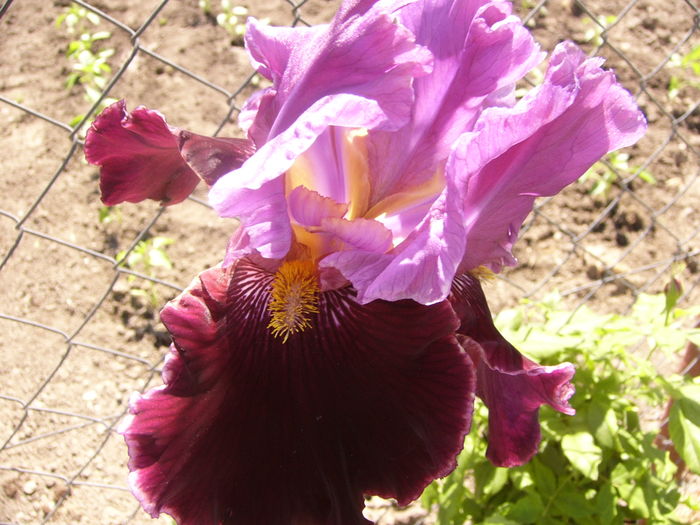 Iris Double Agent