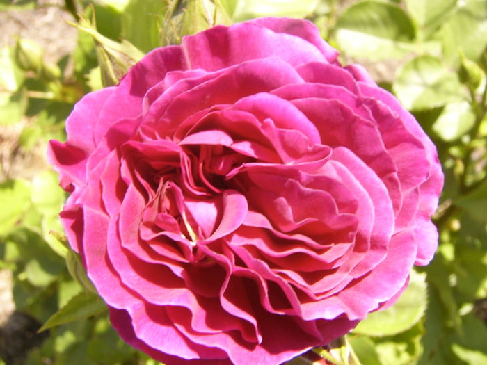 P1260006