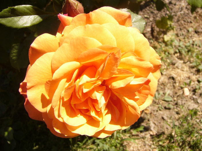 P1260009 - ANUL 2016 FLORI I