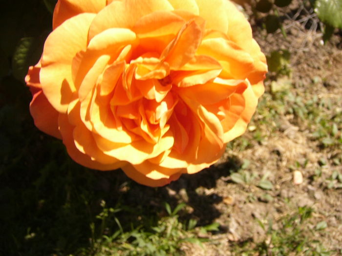 P1260010 - ANUL 2016 FLORI I