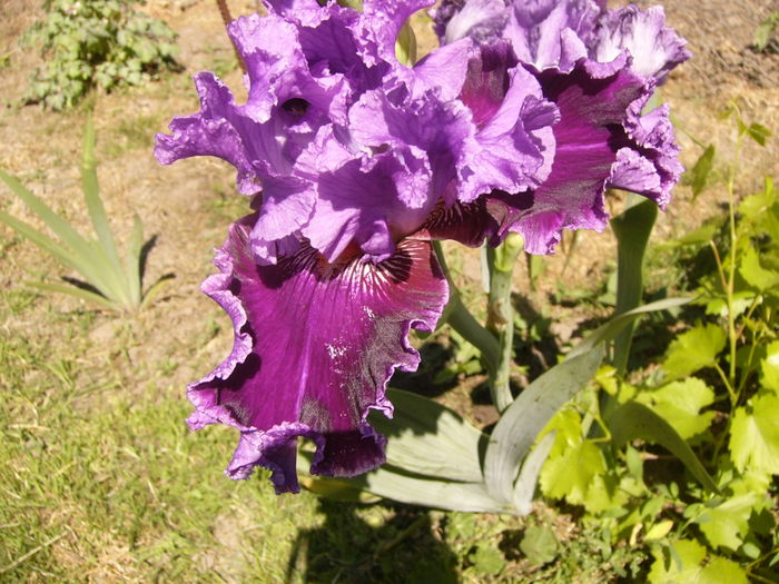 Iris About Town