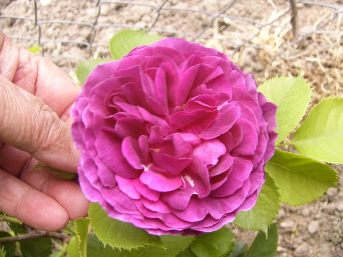 P1260029