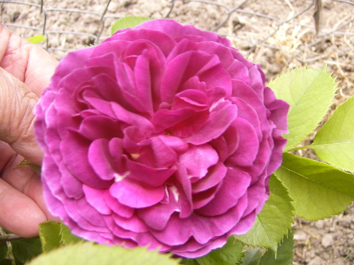 P1260030
