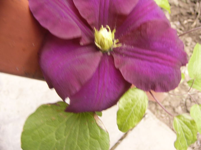 Clematita Warszawska Nike