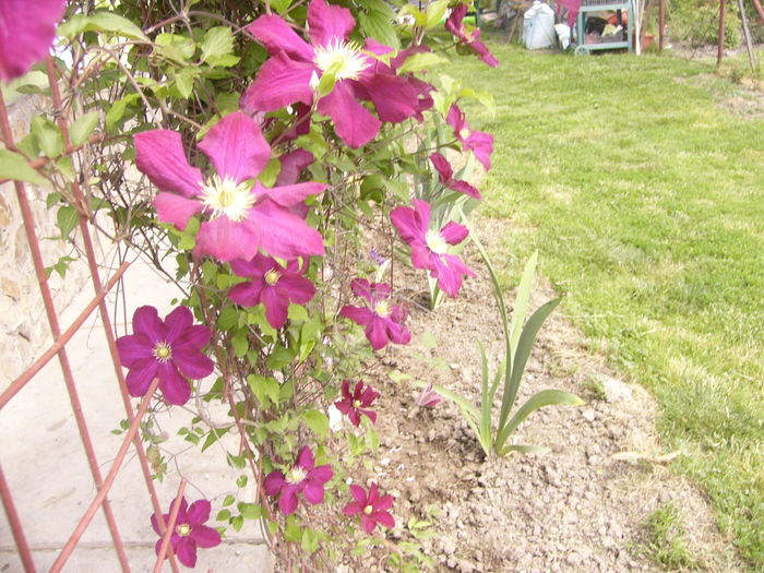 P1260040 - ANUL 2016 FLORI I