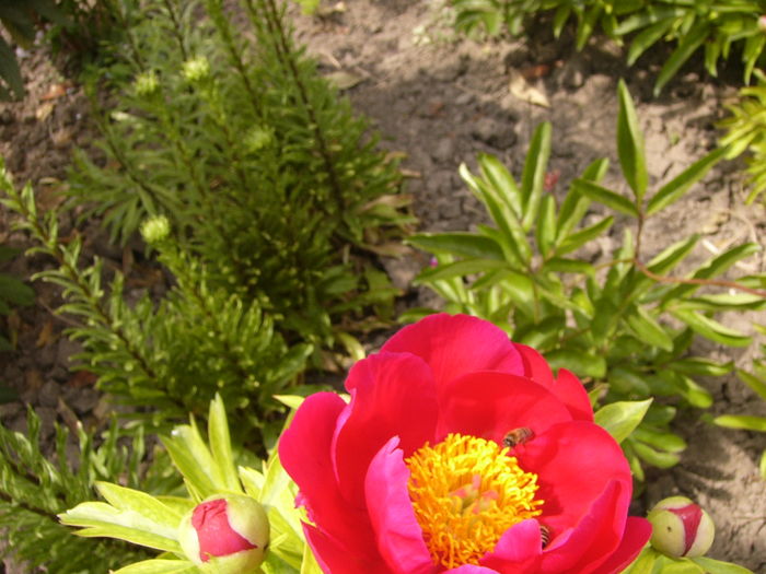 Paeonia Scarlet O,Hara - ANUL 2016 FLORI I