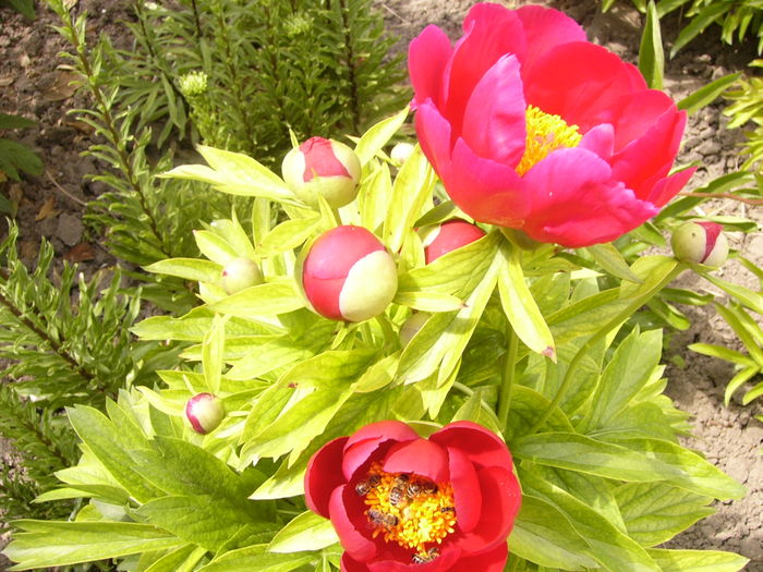P1260045 - ANUL 2016 FLORI I