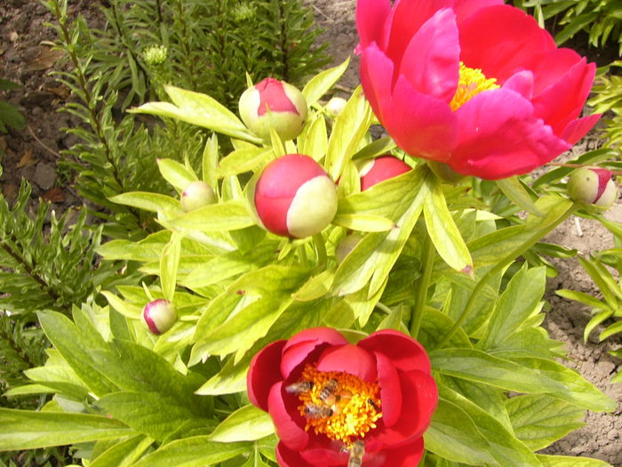 P1260046 - ANUL 2016 FLORI I