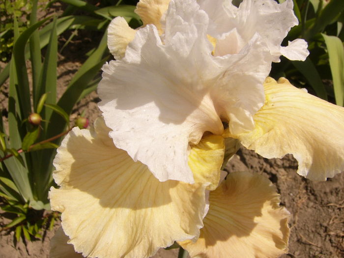 Iris Champagne Elegance - ANUL 2016 FLORI I
